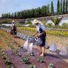 ‘Les Jardiniers’, Gustave Caillebotte, oil on canvas, 1870s