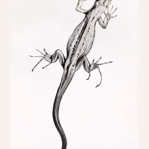 ‘Lizard’, Julie de Graag (1887-1924), pencil & ink.
