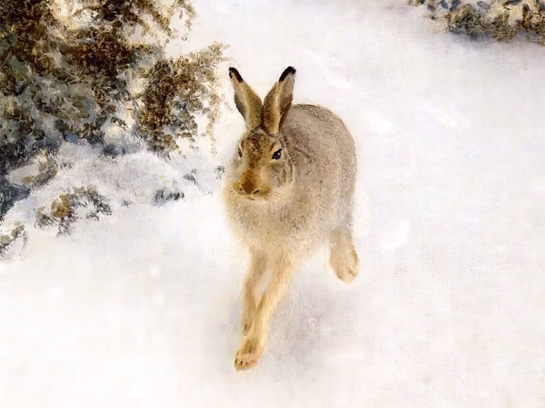 Christmas Cards: ‘Winter Hare’, Bruno Liljefors, oil on canvas, 1908.