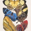 Plate four from the album ‘Papillons’ by Emile-Allain Séguy. Published in 1925 by Tolmer Éditeur.