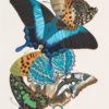 Plate thirteen from the album ‘Papillons’ by Emile-Allain Séguy. Published in 1925 by Tolmer Éditeur.