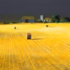 ‘Hamsey Bales’, Paul Evans, ink & acrylic, 2022.