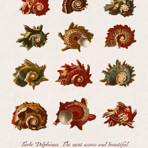 ‘Plate 12’, John Chapman, Encyclopaedia londinensis, 1810.