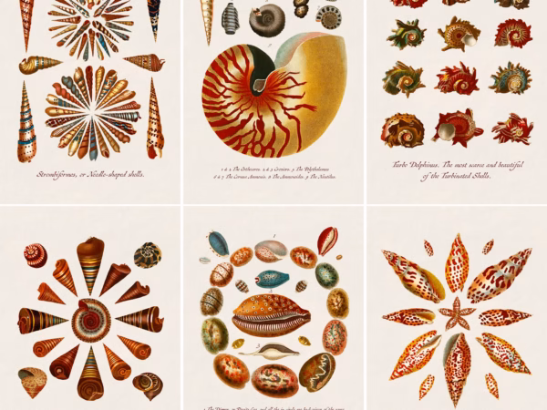 The Natural History Collection No. 1 - Conchology.