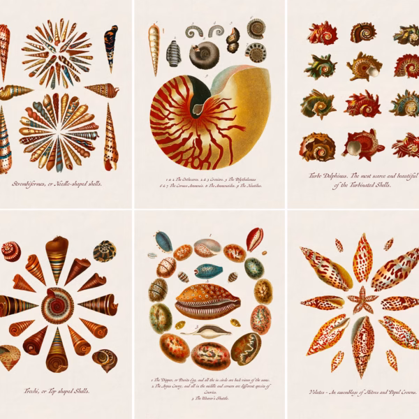 The Natural History Collection No. 1 - Conchology.