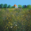 Paul Evans Greetings Cards: ‘Field Flowers and Farm’, Paul Evans, ink and acrylic, 2016.