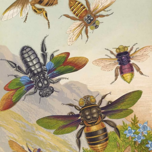 ‘Beautiful Exotic Bees’, from Curiosities of Entomology, Groombridge & Sons, 1871.