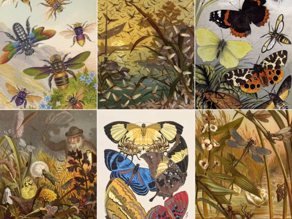 The Natural History Postcard Collection No. 2: Insects.