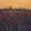 Paul Evans Greetings Cards: ‘Going Down of the Sun’, Paul Evans, acrylic on canvas, 2022.