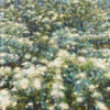 Andrew Gifford Cards: ‘Details Within the Hawthorn Bush, Devil’s Dyke III’, Andrew Gifford, oil on canvas, 2018.