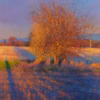 Andrew Gifford Greetings Cards: ‘Golden Light on Hawthorns and Elder, Hutton Rudby, January’, Andrew Gifford, oil on canvas, 2020.