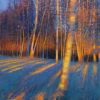 Andrew Gifford Cards: ‘Late Light on Silver Birch and Pines, Carlton Bank 2’, Andrew Gifford, oil on canvas.