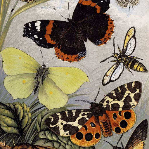 Butterfly Greetings Cards: ‘Lepidoptera’, William Houghton, Sketches of British Insects, Groombridge & Sons, 1887.