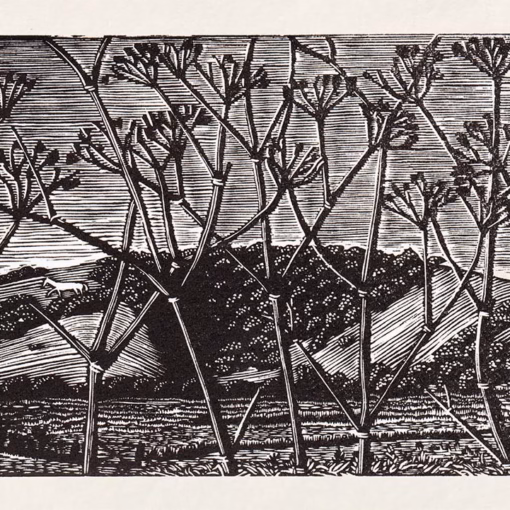 ‘High and Over’, Keith Pettit, wood engraving.