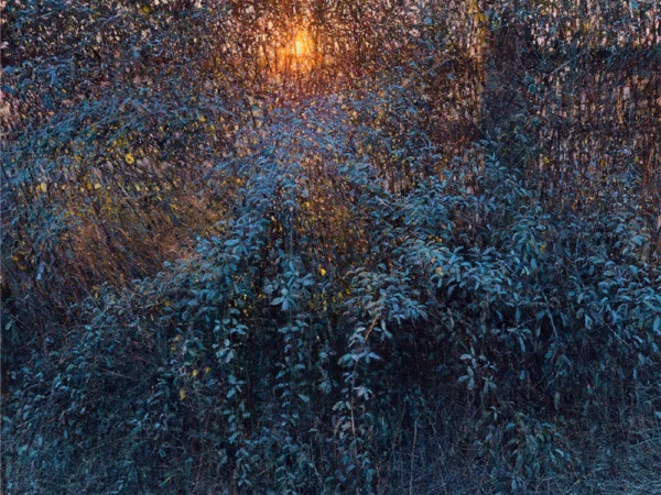 Andrew Gifford Cards: ‘Frost on Bramble Hedge, Barcombe Mills I’, Andrew Gifford, oil on canvas, 2024.