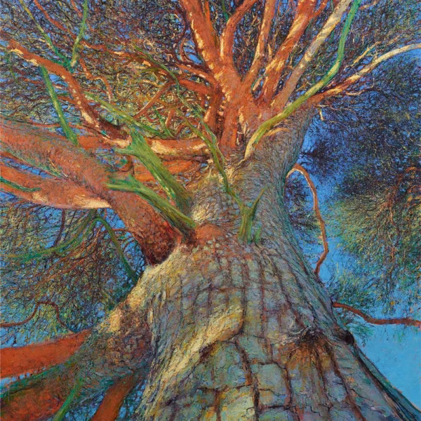 Andrew Gifford Cards: ‘Ancient Scots Pine Canopy II, Glen Tanar Estate’, Andrew Gifford, oil on canvas, 2022.