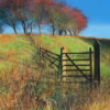 Paul Evans Cards: ‘Berries & Gates’, Paul Evans, acrylic on canvas, 2024.