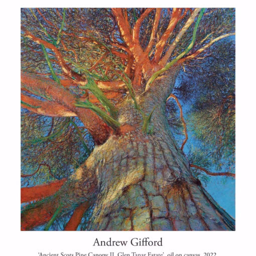 Andrew Gifford Board Prints: 'Ancient Scots Pine Canopy II, Glen Tanar Estate’, oil on canvas, 2022.