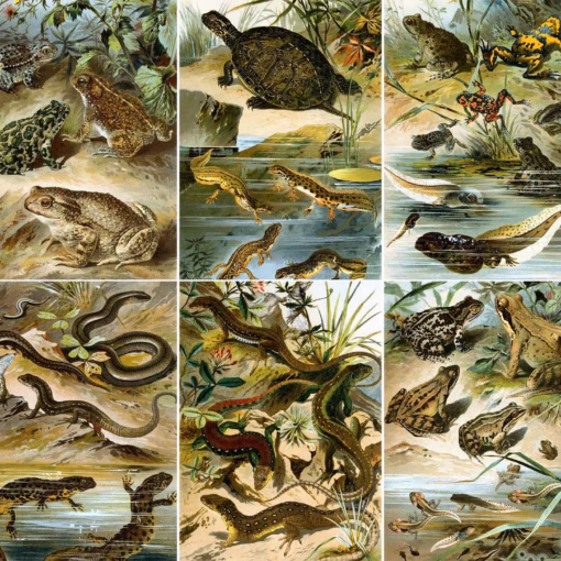 Astonishing Amphibians Postcard Collection.