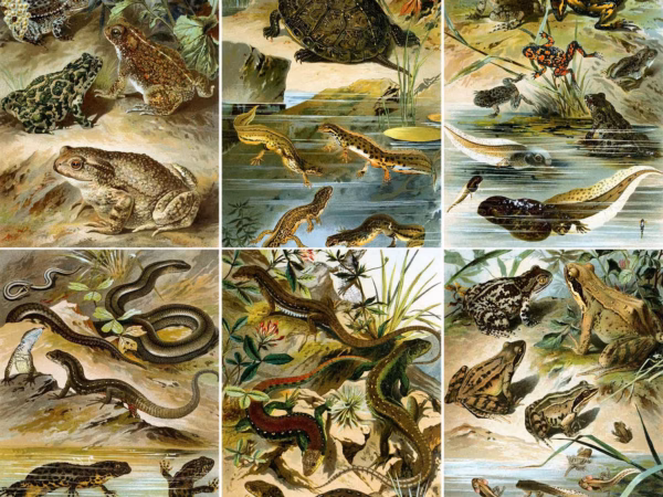 Astonishing Amphibians Postcard Collection.