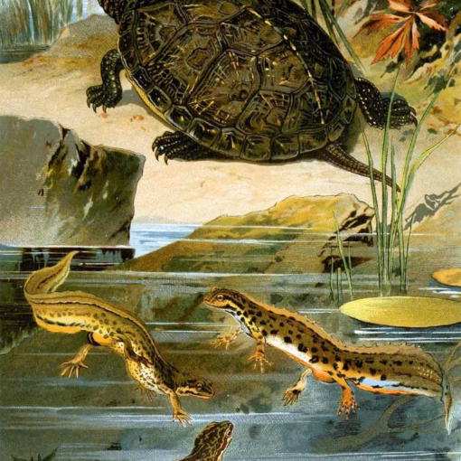 ‘Emys europaea, Triton vulgaris, Triton paradoxus’, Christian Votteler, 1897.
