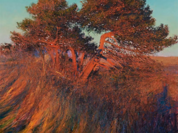 Andrew Gifford Greetings Cards: ‘Pine in Last Light near Cahersiveen, Co Kerry’, Andrew Gifford, oil on canvas, 2022.