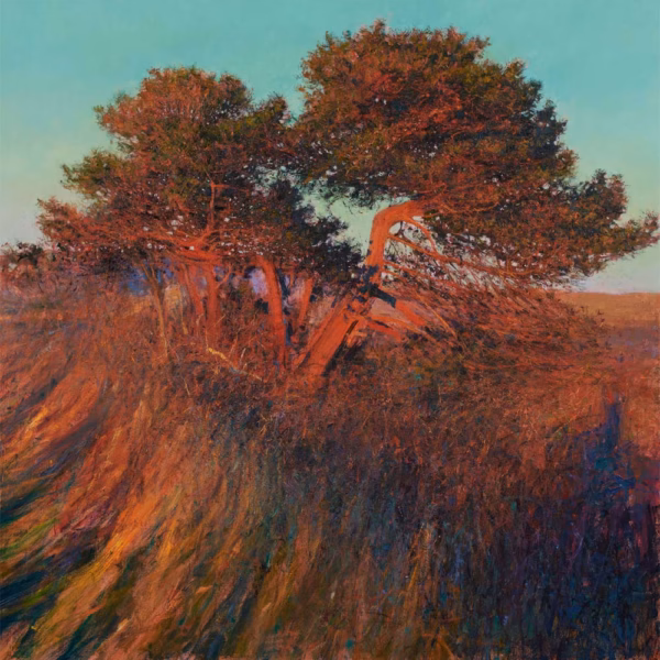 Andrew Gifford Greetings Cards: ‘Pine in Last Light near Cahersiveen, Co Kerry’, Andrew Gifford, oil on canvas, 2022.