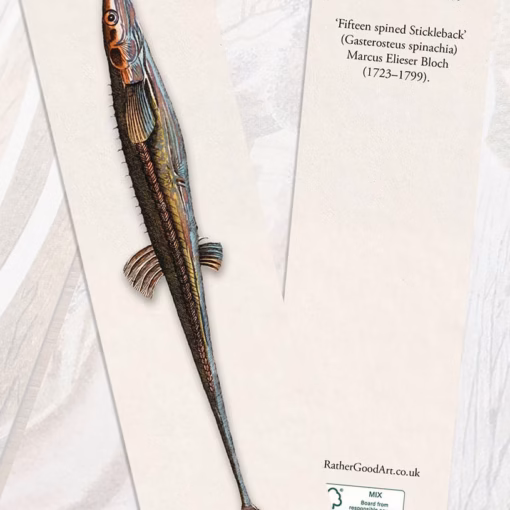 ‘Fifteen Spined Stickleback’ (Gasterosteus spinachia) Marcus Elieser Bloch (1723–1799).