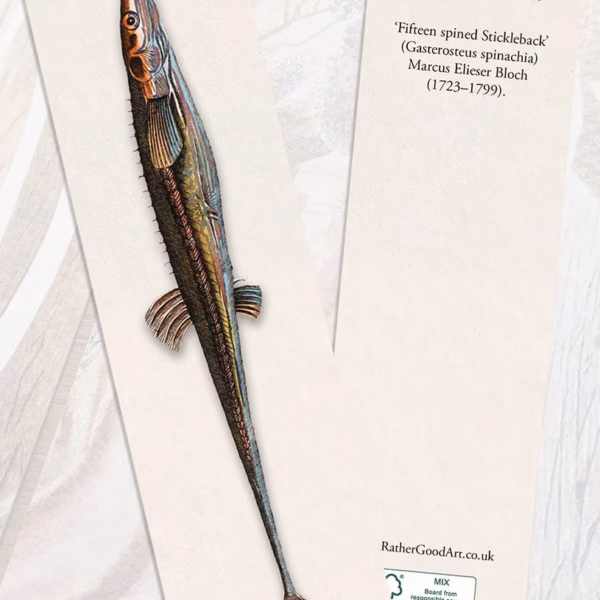 ‘Fifteen Spined Stickleback’ (Gasterosteus spinachia) Marcus Elieser Bloch (1723–1799).