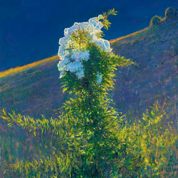 Andrew Gifford ‘Backlit Hawthorn in Late Evening Light, South Downs’, oil on canvas, 2021.