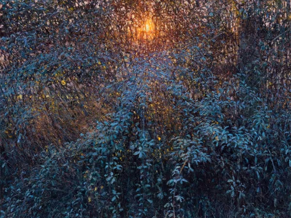 Andrew Gifford Christmas Cards: ‘Frost on Bramble Hedge, Barcombe Mills I’, Andrew Gifford, oil on canvas, 2024.