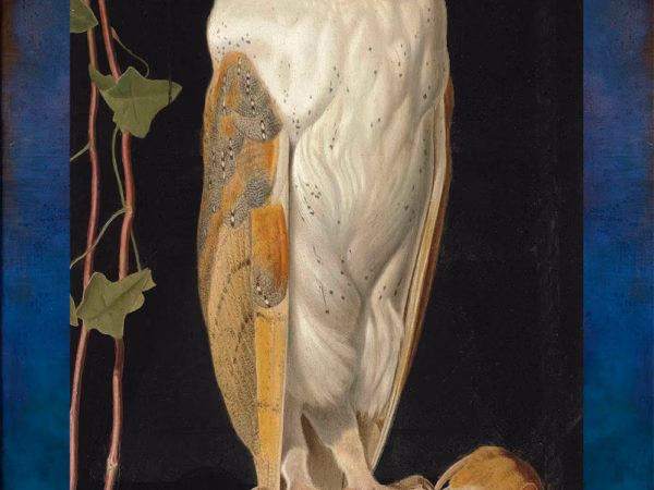 Owl Greetings Card: ‘The White Owl’, William James Webbe, oil on canvas, 1856.