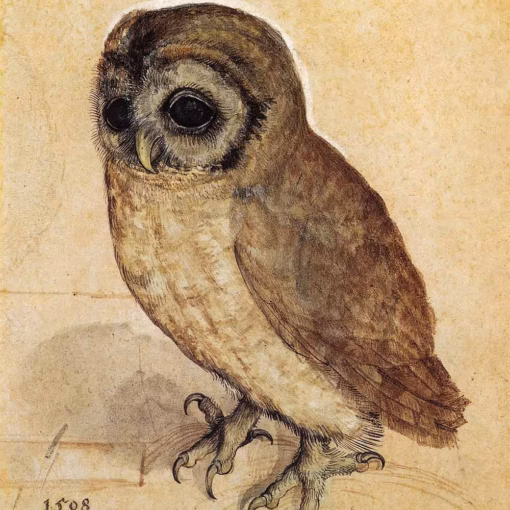 ‘Little Owl’ Albrecht Durer, ink on paper, 1508.