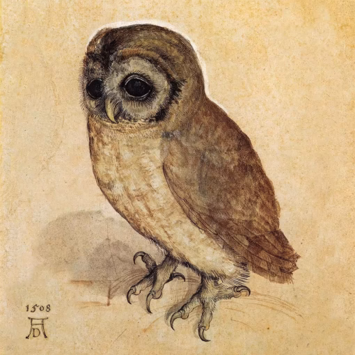 ‘Little Owl’ Albrecht Dürer, ink on paper, 1508.