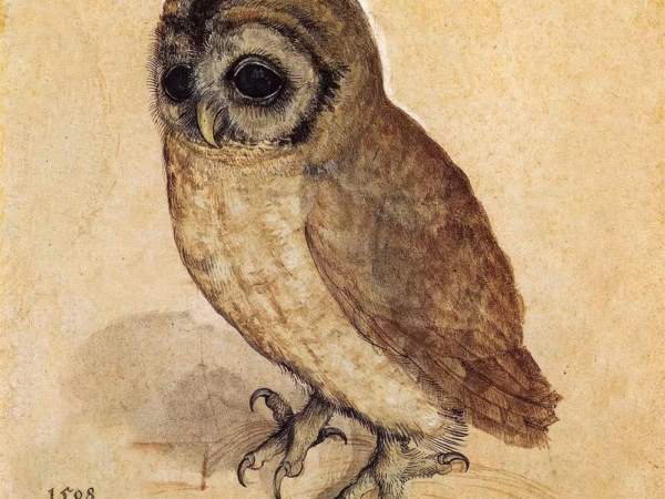 ‘Little Owl’ Albrecht Dürer, ink on paper, 1508.