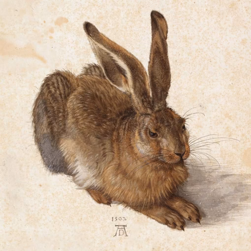 ‘Young Hare’ Albrecht Dürer, ink on paper, 1502.