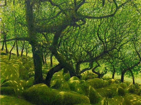 ‘Boulders and Canopy, Wistman’s Wood’, Andrew Gifford, oil on canvas, 2025.