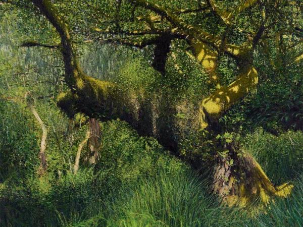 ‘Oak in Height of Spring, Wistman’s Wood, Dartmoor’, Andrew Gifford, oil on canvas, 2025.