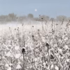 ‘Winter Field Edge’ Paul Evans, acrylic on canvas, 2026.